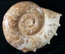 Huge Wide Euaspidoceras Ammonite Fossil #14916-3